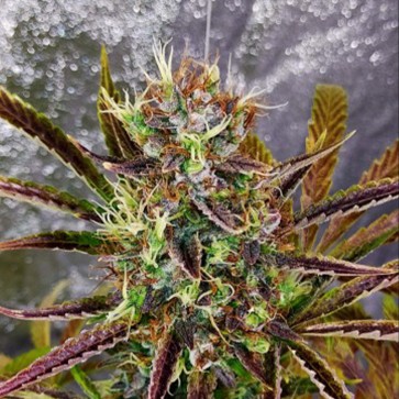 Насіння коноплі Auto Xtreme Feminised Silver - 500 шт